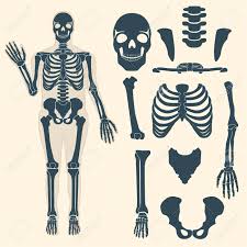 This includes the lungs, heart, and stomach, along with all of their intricate blood vessels, muscles, and cartilage. Human Skeleton With Different Parts Anatomy Of Human Body Wrist Royalty Free Cliparts Vectors And Stock Illustration Image 86221832