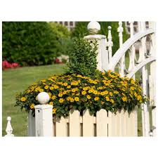 Image result for sanvitalia combine in pots