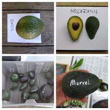 Avocado Varieties For Year Round Harvest Greg Alders Yard