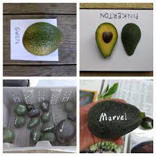 avocado varieties for year round harvest greg alders yard