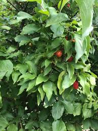 Image result for Cornus