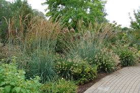 Maybe you would like to learn more about one of these? Landscaping Ideas 10 Favorite Ornamental Grasses For Midwest Landscaping