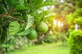Owner quang ong is a uc riverside agronomist. Are Citrus Trees The Best Fruit Trees To Grow In San Diego