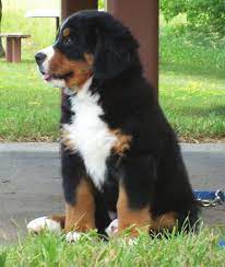 Maybe you would like to learn more about one of these? Bernese Mountain Dog Club Of Southeastern Wisconsin Puppy Buyer S Guide C 2009 Bernese Mountain Dog Club