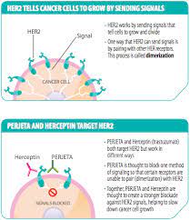 Herceptin attaches to the her2 receptors on the surface of the cancer cells. Adding Perjeta To The Treatment Of Her2 Positive Tumors Prior To Surgery Breastlink