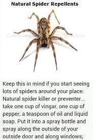 Chemical insecticide spray for spiders can't be kept in the places easily reachable by children or pets. Pin On Best Pest Control