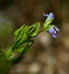 Image result for Stemodiopsis buchananii