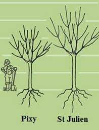 Check spelling or type a new query. How To Grow Your Own Plum Tree Jackson S Online Garden Centre