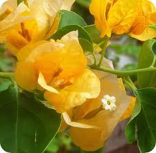 Pin On Bougainvillea
