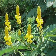 Pin On Seeds Bulbs