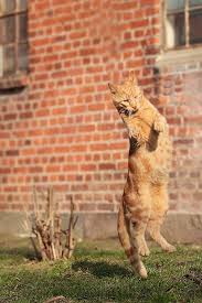 I Danse To Summer Via Frau Ge Aus Rumpel Dancing Cat Cats Cat Feline