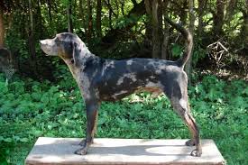 Just got diagnosed with epilepsy, and looking to find a life long pup and eventually have it professionally trained to detect. American Leopard Hound Dog Breed Information American Kennel Club