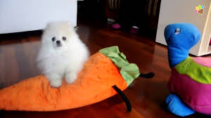 Beyaz Pomeranian Yavrusu Pamuk Youtube