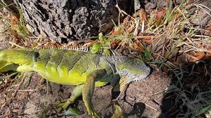 Frozen iguanas fall out of trees, as South Florida cold breaks records