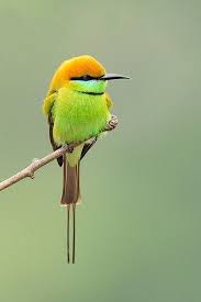 Bird With Long Colorful Beak The Colors Make Me Feel Good The Tail And The Black Beak And Markings Amaze Me An Australian Rainbow Bee Eater Birds Cute Birds Beautiful Birds