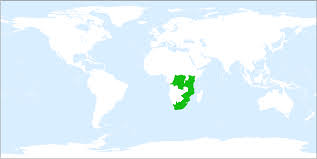 Image result for Satyrium macrophyllum