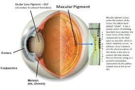 Blue Light Blocking Glasses Are Not Just For Those With Macular Degeneration Find Out Why You Should Protect Your E Cool Eyes Eye Health Macular Degeneration