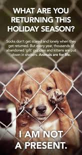 4 Animals Australia Https Www Facebook Com Animalsaustralia Hundegeschichten Ausgestopftes Tier Hunde