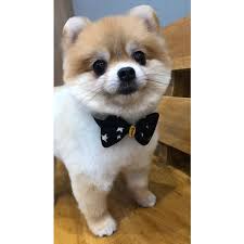 Sahibinden Satilik Pomeranian Boo