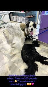 #saintbernard #greatdane #doggrooming #dogmakeover #petstylist #cutedog