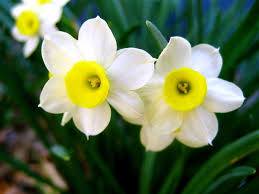 Narcissus By Johnathan J Stegeman Flower Meanings Narcissus Plant Narcissus Flower