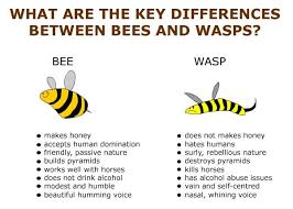 The Key Differences Between Bees Good And Wasps Evil Bee Humor Bee Wasp
