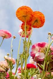 Maybe you would like to learn more about one of these? How To Grow Ranunculus In Containers Hunker Ranunculus Growing Plants Ranunculus Flowers