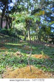 What does tongkat mean in english? Tongkat Ali Images Illustrations Vectors Free Bigstock