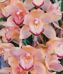 Amd Lonesomepioneer Instagram Photos And Videos Cymbidium Orchids Orchids Beautiful Orchids