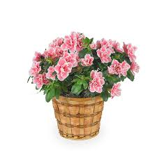 Hazel Spurgeon Grogan Obituary