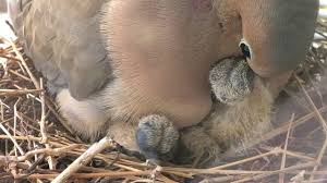 Once you've identified an orphaned, injured, or ill nestling fledgling, follow these steps: New Born Baby Doves Feeding Link To New Video Youtube