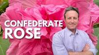 Confederate Rose: The Must-Have Fall Flower for Your Garden
