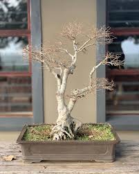 Image result for Celtis africana