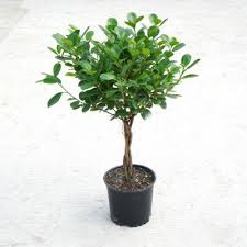 Image result for Ficus muelleriana