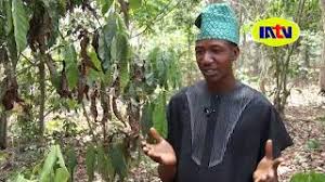 Image result for Massularia