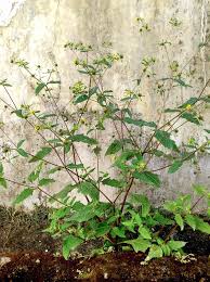 Image result for Sigesbeckia