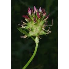 Image result for Trifolium spumosum
