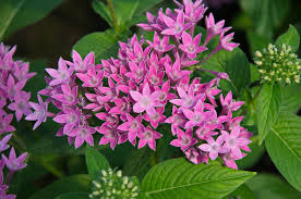 Image result for Pentas lanceolata