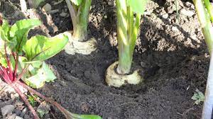 Parsnips can be roasted, pan fried, boiled, mashed, cooked, stir fried, raw in salads, baked… pretty much anything imaginable. Grow Parsnips How To Transplant Parsnips Sown Indoors Into A Raised Vegetable Bed It Works Youtube