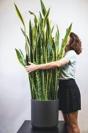 È buona norma quindi comprare dei teli di plastica per poter coprire gli arredi del giardino che sono troppo ingombranti per il garage o troppo complicati da smontare, come il dondolo ad esempio. Piante Da Appartamento Le Piu Resistenti Per Un Ambiente Armonioso