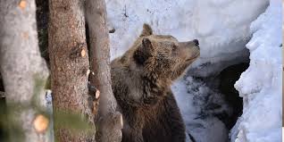 Maybe you would like to learn more about one of these? Baren In Arosa Von Den Sonnenstrahlen Geweckt Kanton