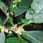 Image result for Clutia pulchella