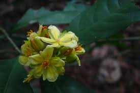 Image result for Campylospermum