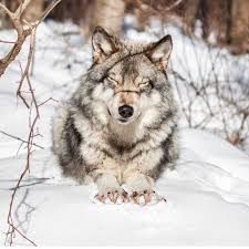 nikogda ne zhalej o tom chto sdelal esli v etot moment ty byl schastliv wolf hunde tiere wolfshund