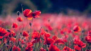 Begitu membuka pintu rumahnya azis terkejut, pintu rumahnya tidak terkunci. Cerita Dongeng Bunga Paling Berharga Dan Ulasan Menariknya 2021 Poskata