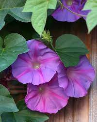 Pin On Pretty Flowers