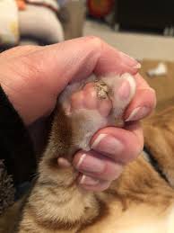Whether you're the parent of an adopted pet, or an animal lover looking to lend a paw, you can make a difference for pets in need. Brown Gray Callus Looking Thing On My Cat S Paw Thecatsite
