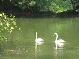 Swan lake made its american debut with a 1940 performance by the san francisco ballet. The Swans Of Swan Lake Singapore Botanic Gardens Botanical Gardens Swan Lake