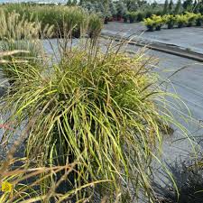 Image result for Miscanthus sinensis