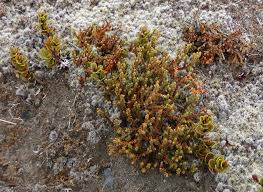 Image result for Podocarpaceae